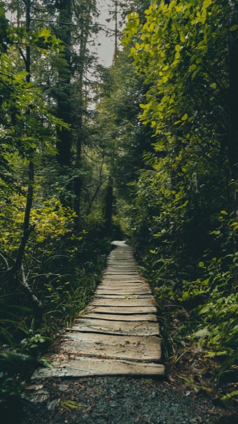 Boardwalk trail winding through dense coastal rainforest with ferns and hemlock